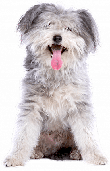 dog-2021-09-01-22-05-13-utc